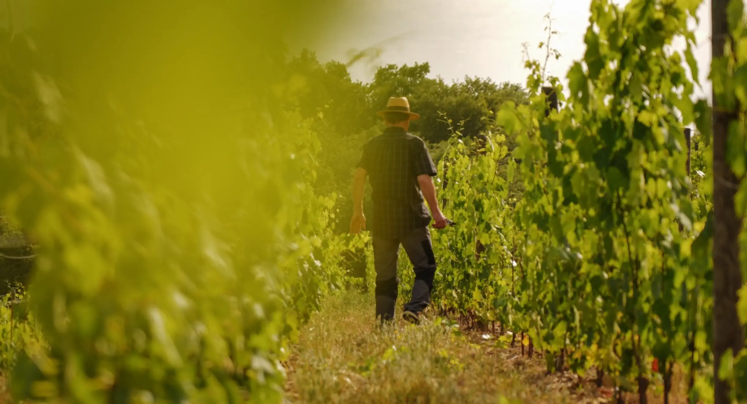 Vendemmia in Toscana: vivere la raccolta dell’uva nel Chianti